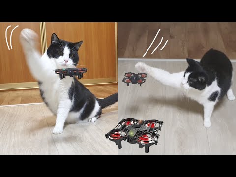 Survival Skills. Cat VS Drone