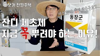 잔디 제초제 지금 꼭 뿌려야 하는 이유! 아직 안 뿌리셨다면 2월 말까지 꼭 뿌리세요! 잔디 제초제의 효과적…