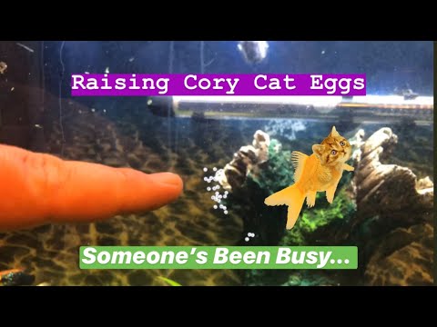 Raising Cory Cat Eggs
