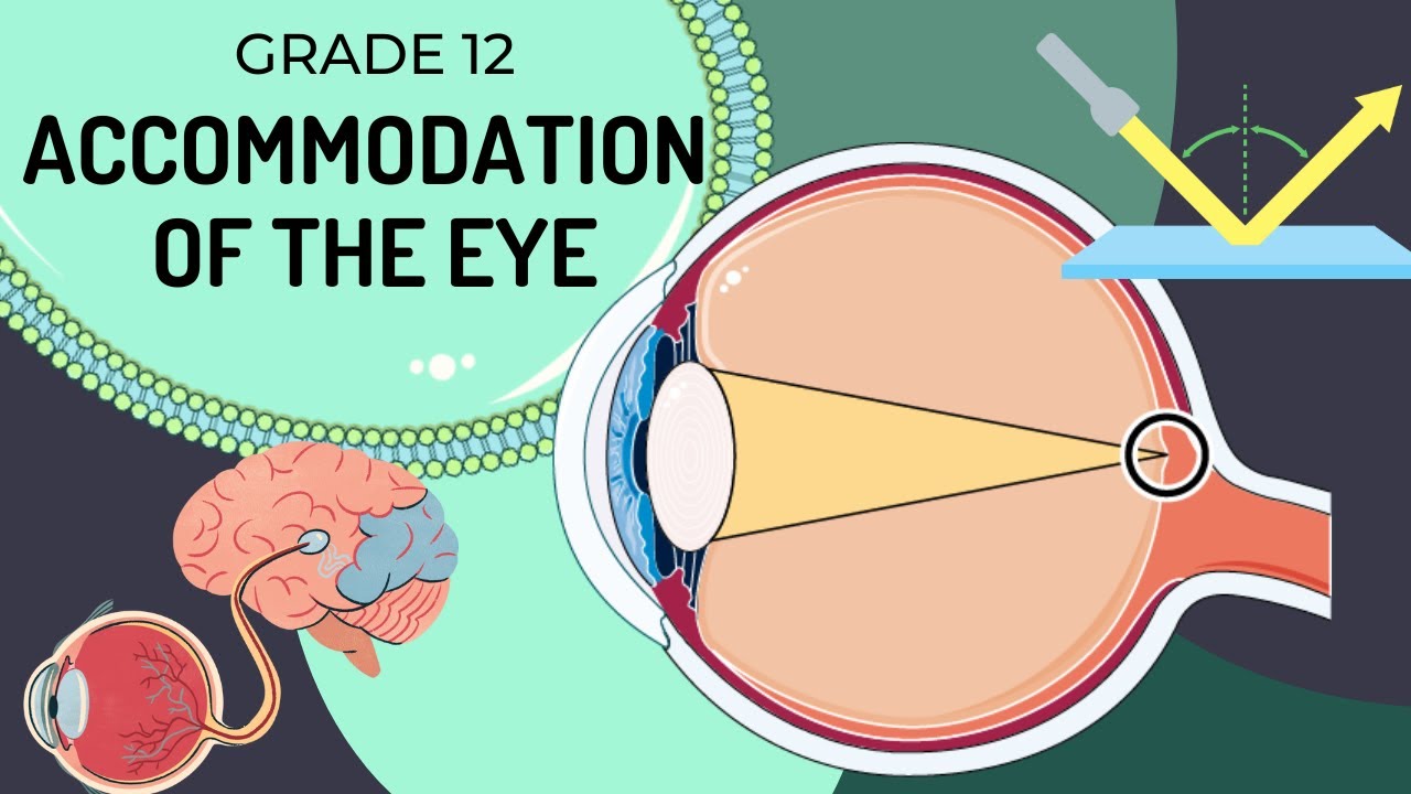 INTRO to Accommodation of the EYE (UPDATED) | How the eye changes the shape of the lens