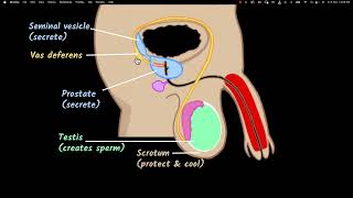 Male reproductive system | Reproduction | Biology class 10 | Khan Academy