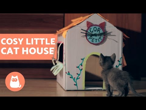 10 Most Common Cat Hiding Places + Dangerous Places to Avoid
