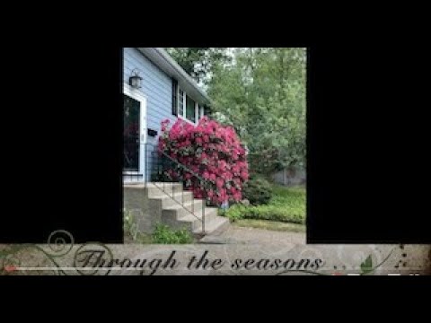 4 Woodmere Rd., Framingham, MA  - Through the Seasons