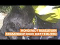 Hond redt baasje van straatroof door dief te bijten