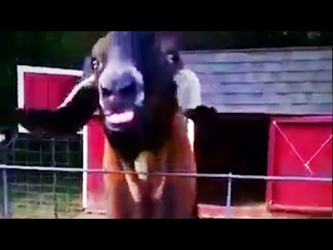 面白いヤギ 🐐 人間のように叫ぶ面白いヤギ (パート 2) [壮大な人生]
