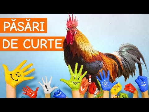 Copiii invata pasari de curte - ferma animale