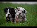 Mixed Breed dogs for sale: Cobalt - Video 1