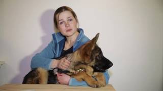 Ссылка