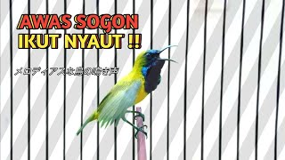 Download lagu Materi SOGON GACOR VIRAL, SOGON GACOR ISIAN KOWUL BETINA (Kolibri Wulung) mp3