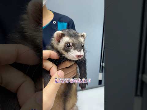 テトリグダ科について詳しく解説