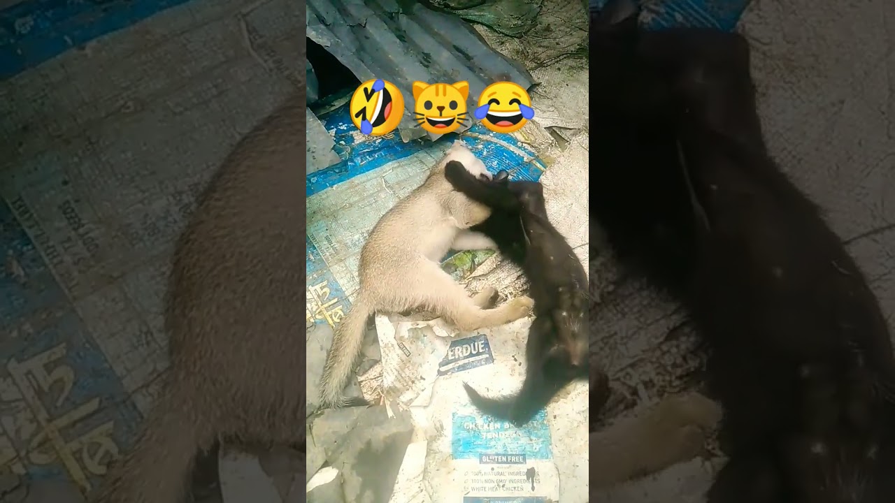 cataesthetic​   #shortvideos​ #tweetreels​ #viralvideos​ #popular​ #sadquotes​ #cat​ #funny