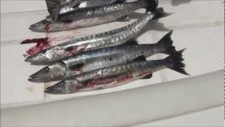 preview picture of video 'Barracuda Fujairah UAE Trolling Fishing سمك باراكودا تشخيط (جد) الفجيرة'