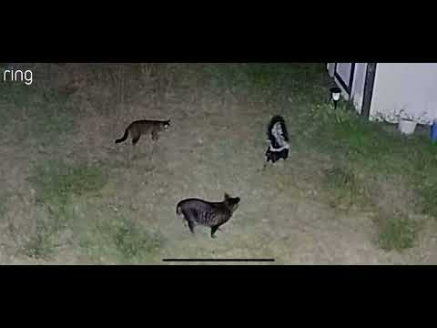When a wild skunk meets cats