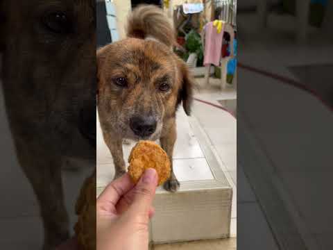 Tulo laway #funnyvideo #funny #pets #doglover #dog #tabby