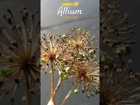 , title : 'Easy Afterbloom Allium Care'