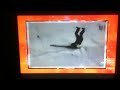 Afv Honorable Mentions S15e14