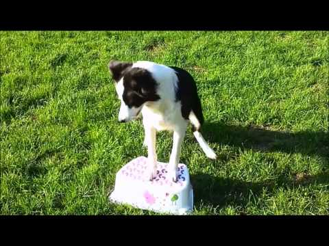 Borderská kólia Luna sa predvedie Hlohovčanom: Takéto kúsky nevidieť len tak