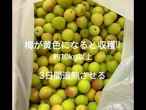 リハビリテーション学科 【梅干しができる過程】カワリハ