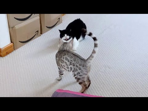 Bengal Kittens Vs Older Cats | 4K