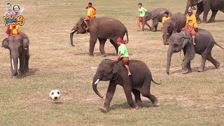 เพลงช้าง ช้าง ช้าง |ช้างเตะบอล | ช้างเต้น |แสดงช้างสุรินทร์ | งานช้างสุรินทร์ ปี 60