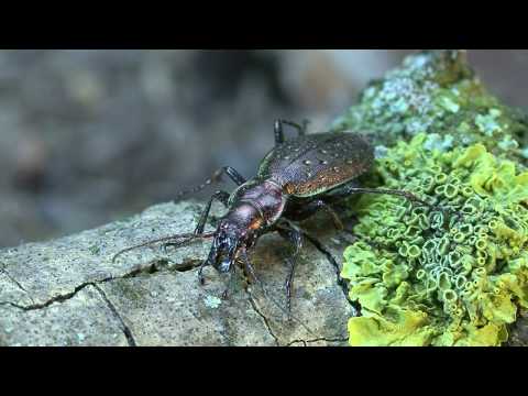 Carabus irregularis