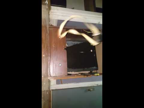 Pocket predator scorpion taking small targets