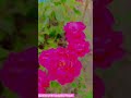 Sunrise with beautiful roses😍#sunrise #roselover #beautifulrose #gardenphotography #short #trending