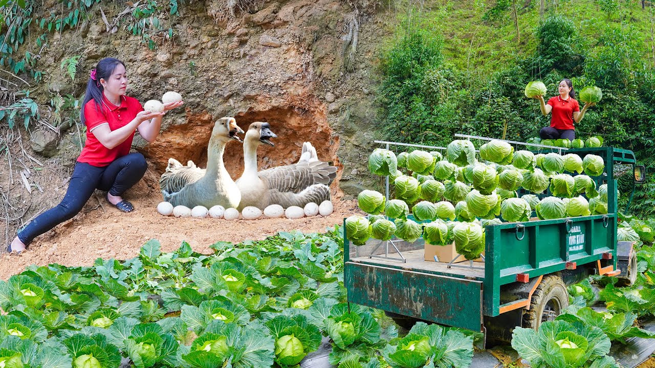 Build Big Nest For Goose Lay Eggs - Harvest Self-grown Cabbage Go To Sell At Market | Daily Farm