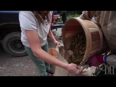 Collecting native spruce tree seeds