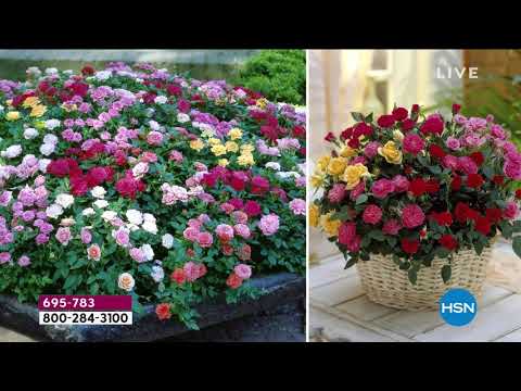 HSN | Garden Party 03.20.2020 - 02 PM