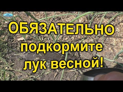 Лук. Чем подкормить лук весной для хорошего развития.