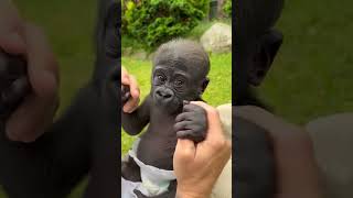 Before & After Animals Growing Up | Amazing Animal Transformation #shorts #animals