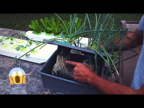 download lagu mp3 mp4 Hydroponic Scallions, download lagu Hydroponic Scallions gratis, unduh video klip Hydroponic Scallions