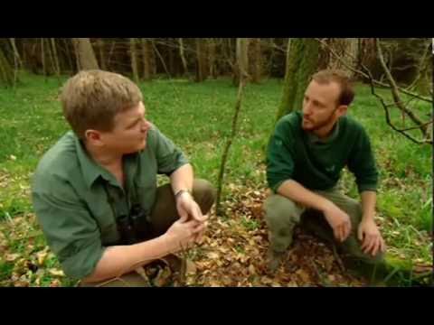 Wild Britain S01E01 Deciduous Forest