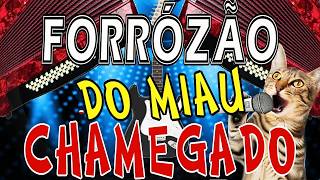 Forrózão do MIAU chamegado, forró, dance, xote, vanerão, song, brazil, korg, yamaha sx600