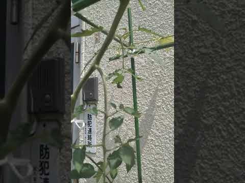 トマトのうどんこ病やべと病に対する自然な闘い