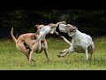 Irish Coursing Derby 2024