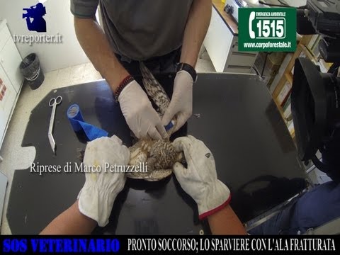 Serbatoio naturale di un parassita Tintura di chistotet a vermi