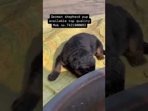 Germn top quality call📞 7421900092 #german #germanshepherd #germanshepherddog #sale #doglover #dog