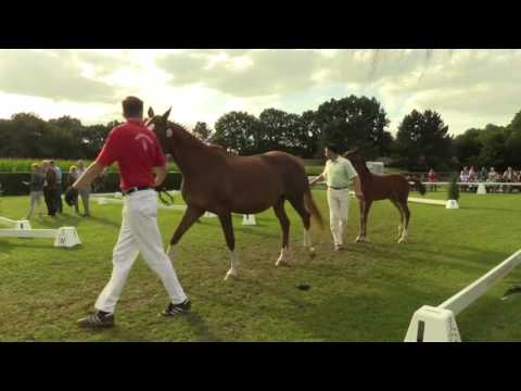 1 Hengst von Hickstead White Cassini Gold 1