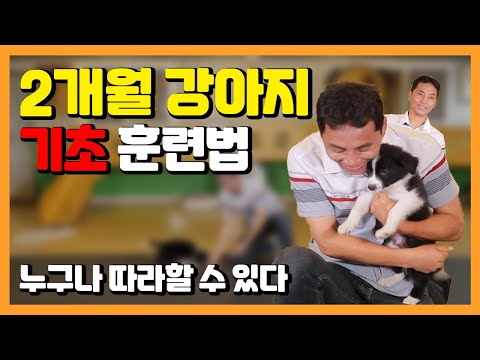 생후 2개월 강아지  훈련 동영상