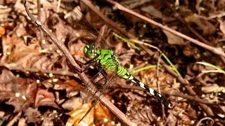 Eastern Pondhawk Dragonfly