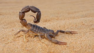 Top 5 Most Venomous Scorpion