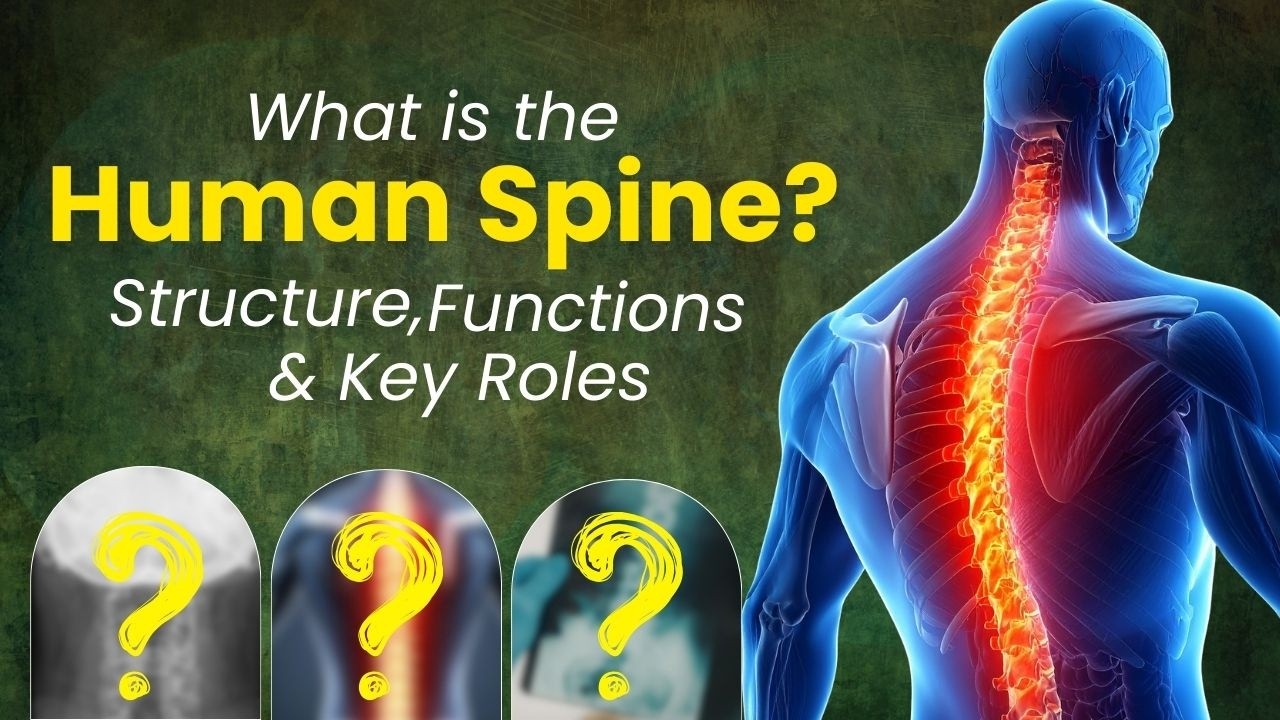 What Is the Human Spine? Structure, Functions, and Parts Explained by Dr. Kalidutta Das