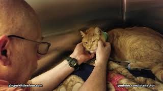 Zeus Recovering from Surgery