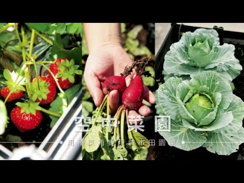 陽台小花園入門