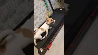 Download lagu Dog Fails While Testing Owner’s Treadmill mp3