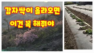 감자 북주기 감자 심은지 한달 괴산감자 감물감자 수미감자 흙 올려주기 괴산 농튜브 유튜브 풀뿌리농장 석성수 …
