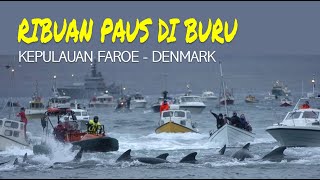 Download lagu PERBURUAN IKAN PAUS DAN LUMBA-LUMBA DI KEPULAUAN FAROE - DENMARK mp3