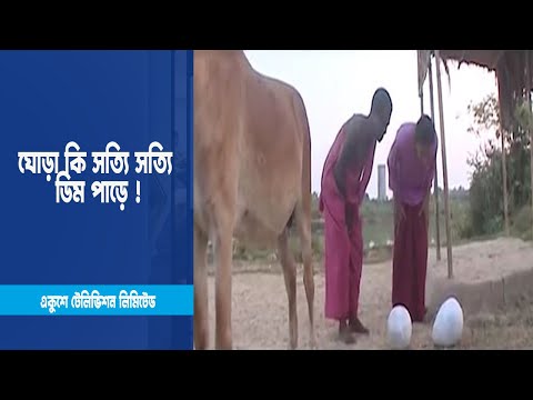ঘোড়ার ডিম! ঘোড়া কি তাহলে সত্যি সত্যি ডিম পাড়ে ! । Drama